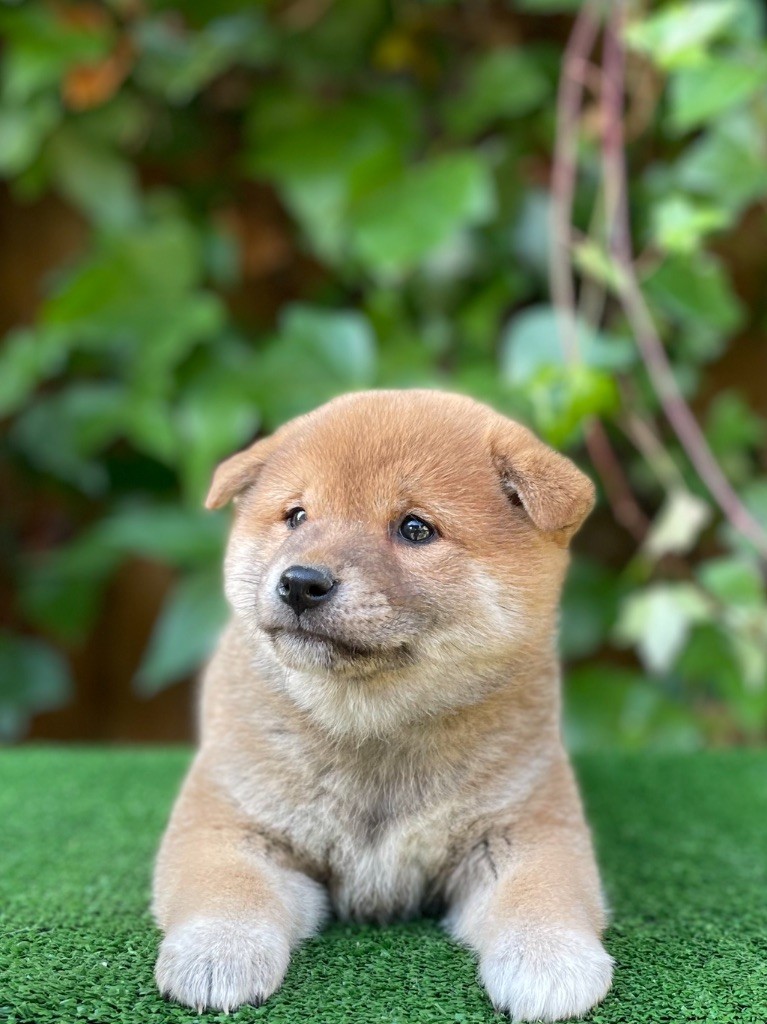 du Domaine du Clos Benoît - Chiot disponible  - Shiba