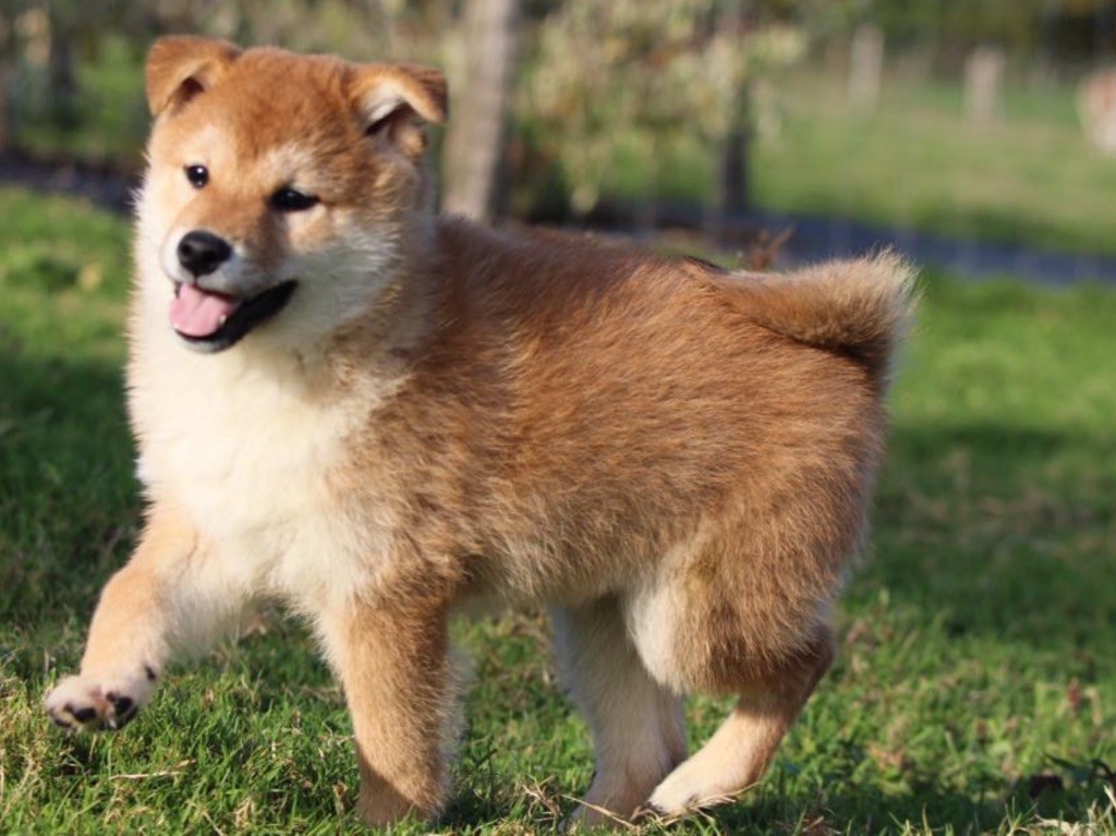 du Domaine du Clos Benoît - Chiot disponible  - Shiba