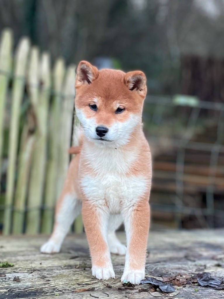 du Domaine du Clos Benoît - Chiot disponible  - Shiba