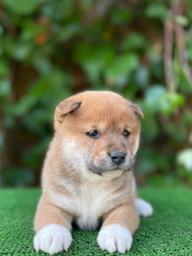 du Domaine du Clos Benoît - Chiot disponible  - Shiba