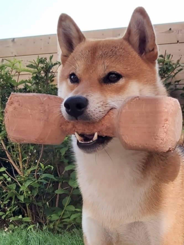 Perfect shiba du Domaine du Clos Benoît
