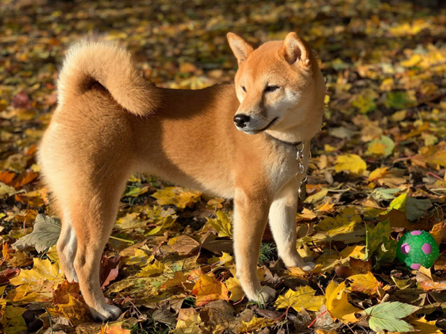 UMAN du Domaine du Clos Benoît