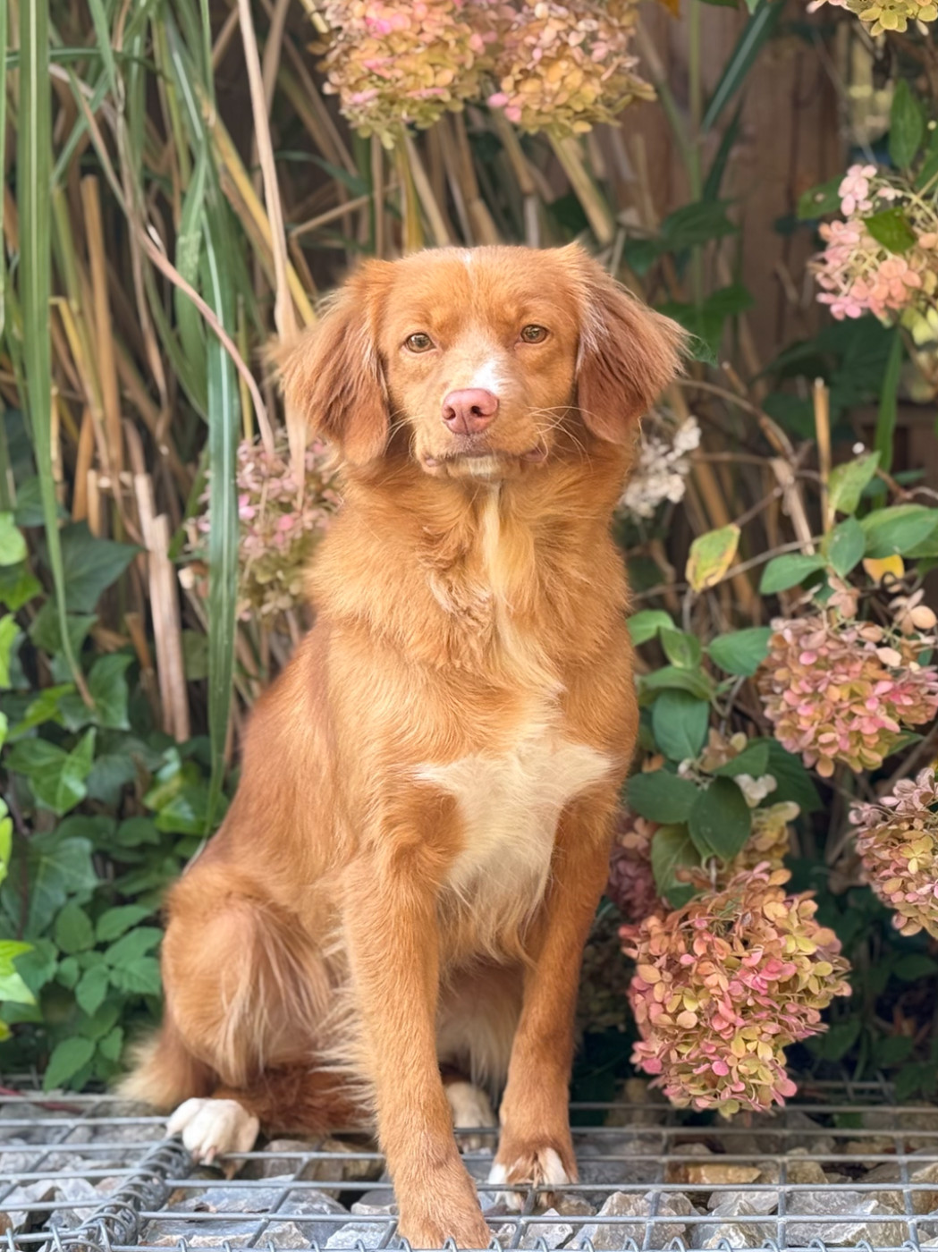 BIJOU De Anrit