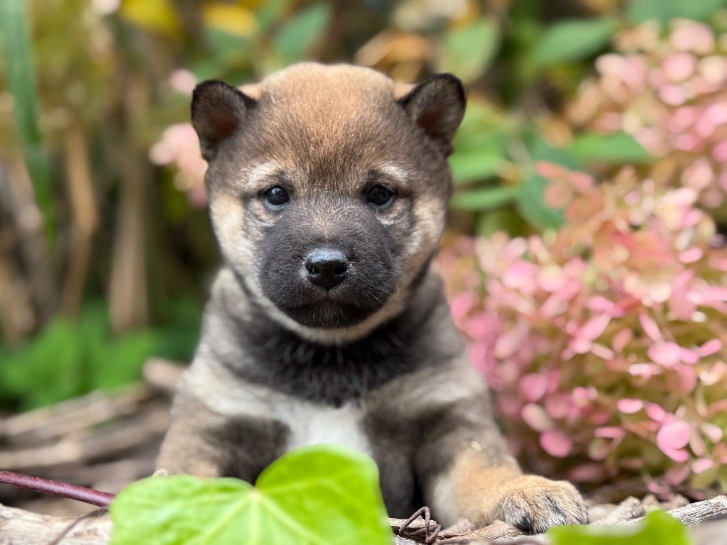 du Domaine du Clos Benoît - Chiots disponibles - Shiba