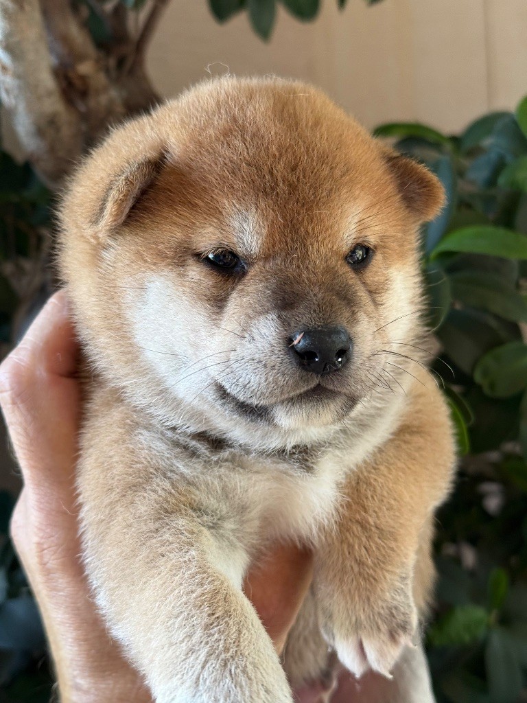 du Domaine du Clos Benoît - Chiots disponibles - Shiba