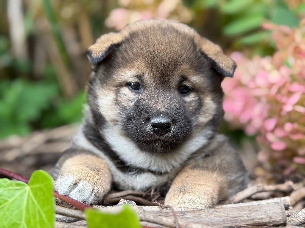 du Domaine du Clos Benoît - Chiots disponibles - Shiba