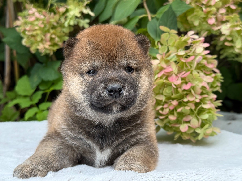 du Domaine du Clos Benoît - Chiots disponibles - Shiba