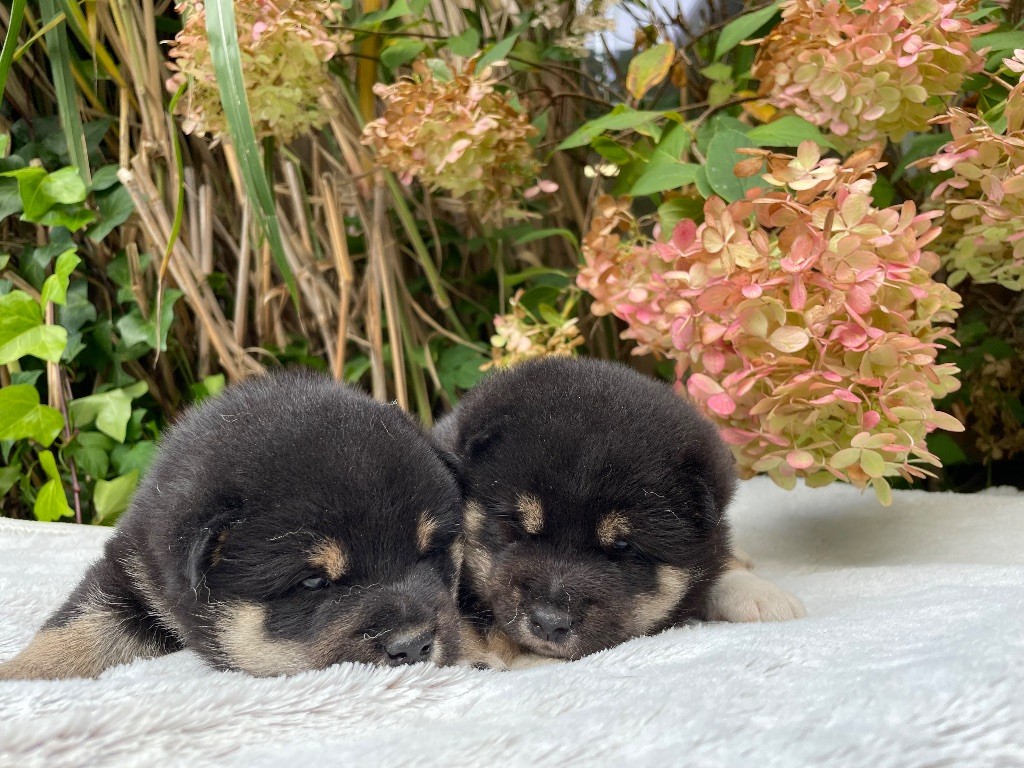 du Domaine du Clos Benoît - Chiots disponibles - Shiba