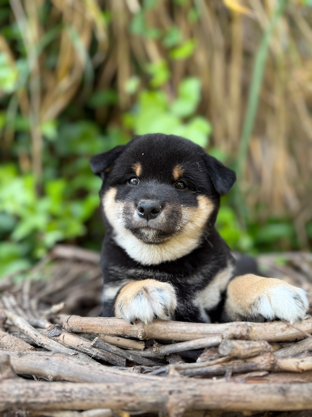 du Domaine du Clos Benoît - Chiots disponibles - Shiba