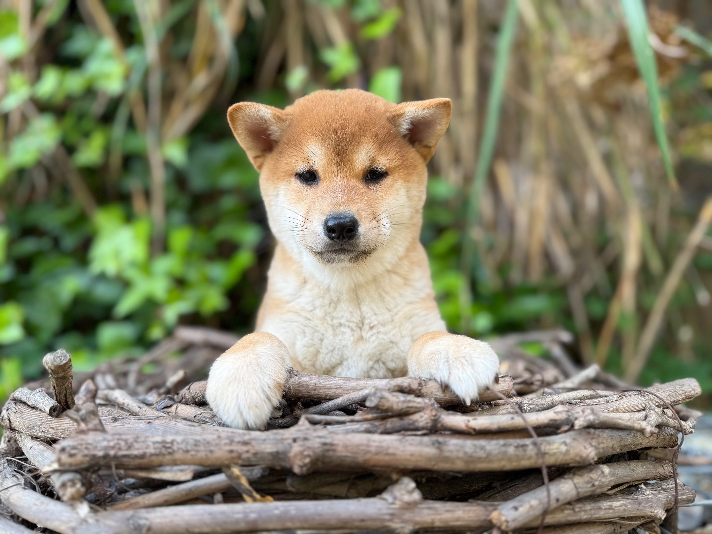 du Domaine du Clos Benoît - Chiots disponibles - Shiba