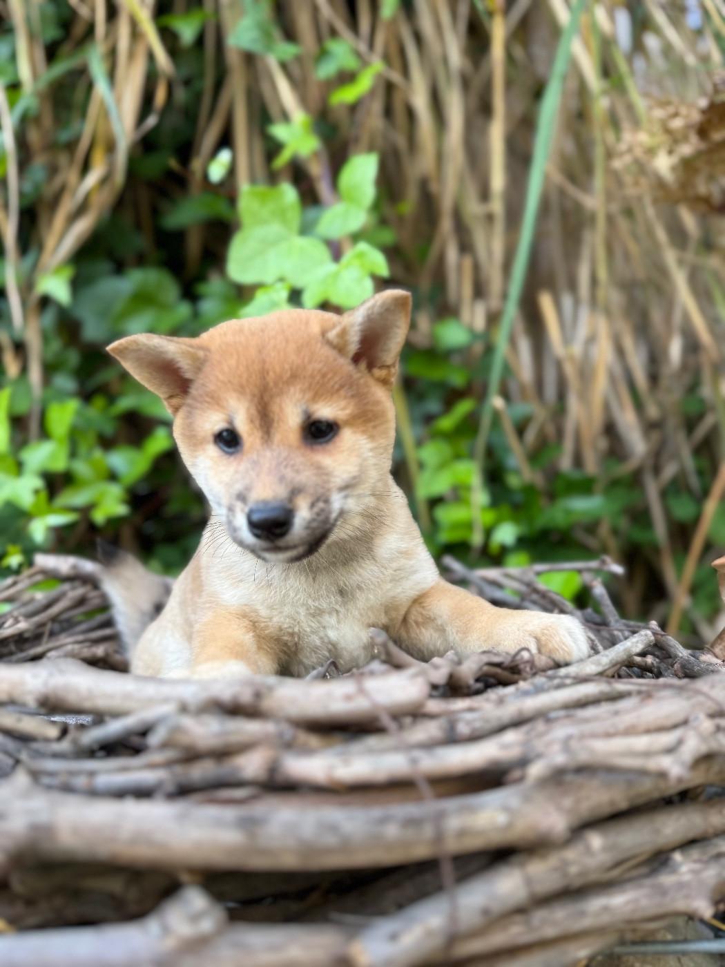 du Domaine du Clos Benoît - Chiots disponibles - Shiba