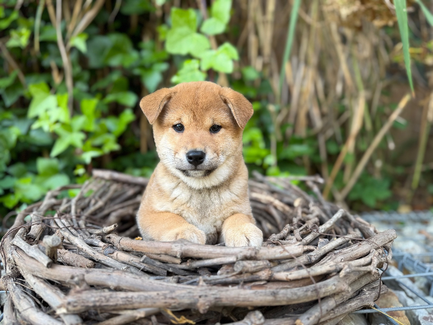 du Domaine du Clos Benoît - Chiots disponibles - Shiba