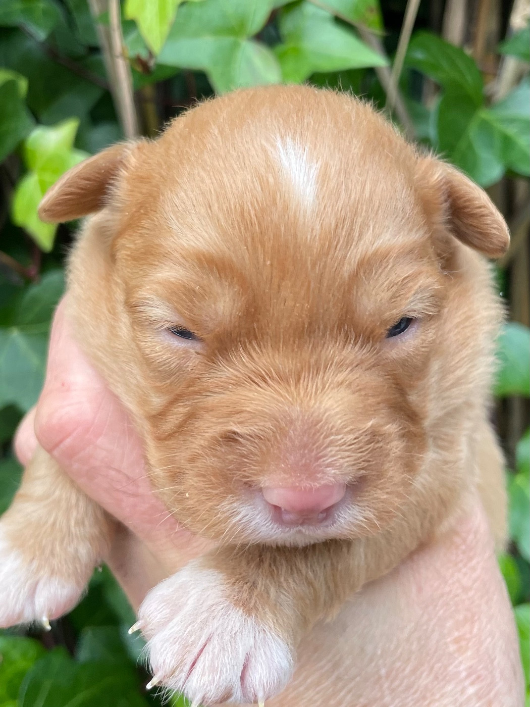 du Domaine du Clos Benoît - Chiots disponibles - Retriever de la Nouvelle-Ecosse