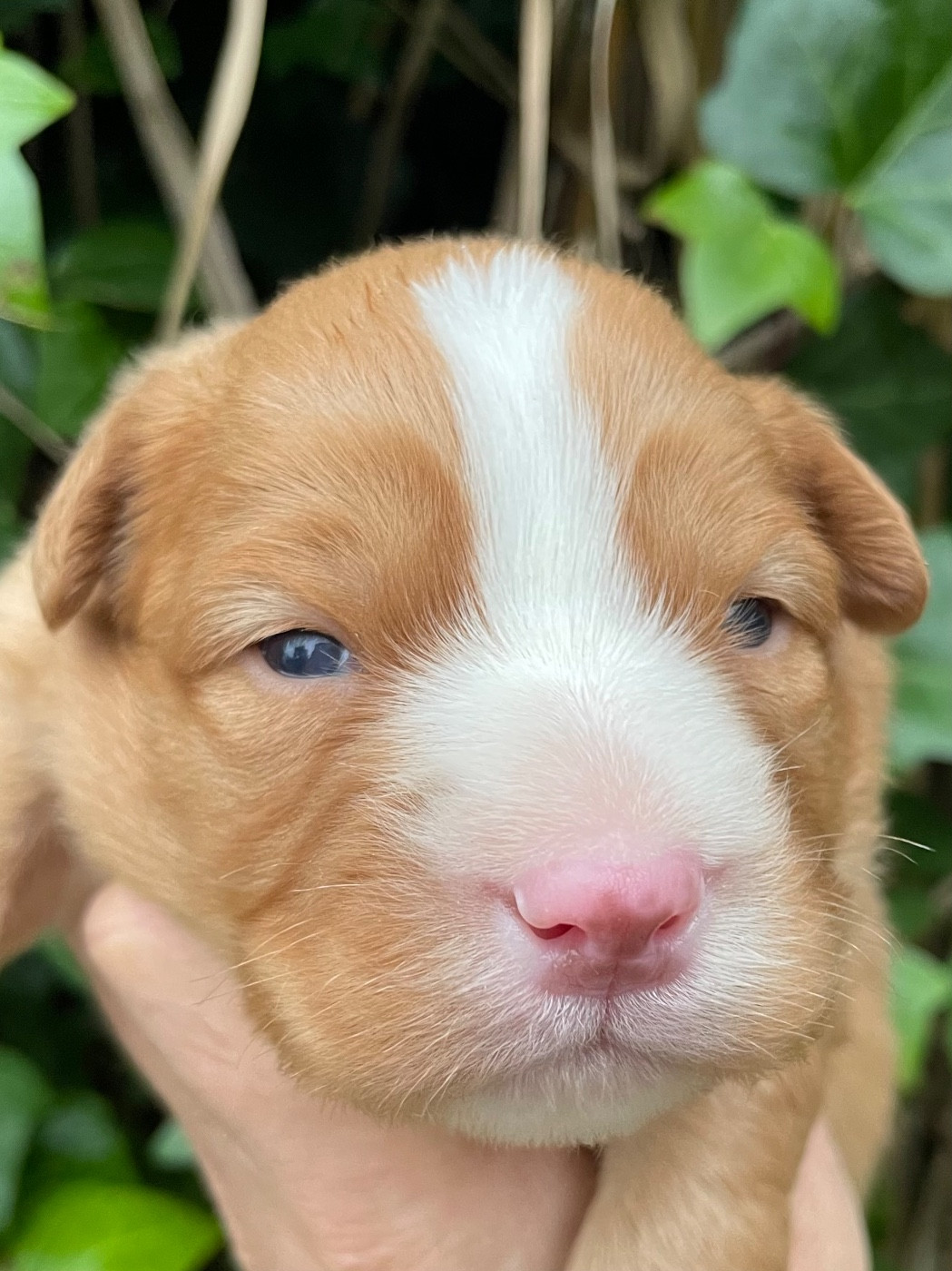 du Domaine du Clos Benoît - Chiots disponibles - Retriever de la Nouvelle-Ecosse