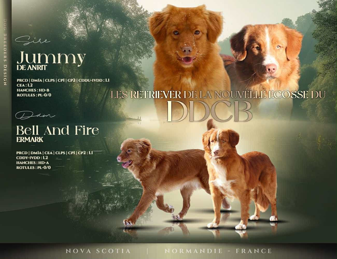 Chiot Retriever de la Nouvelle-Ecosse du Domaine du Clos Benoît