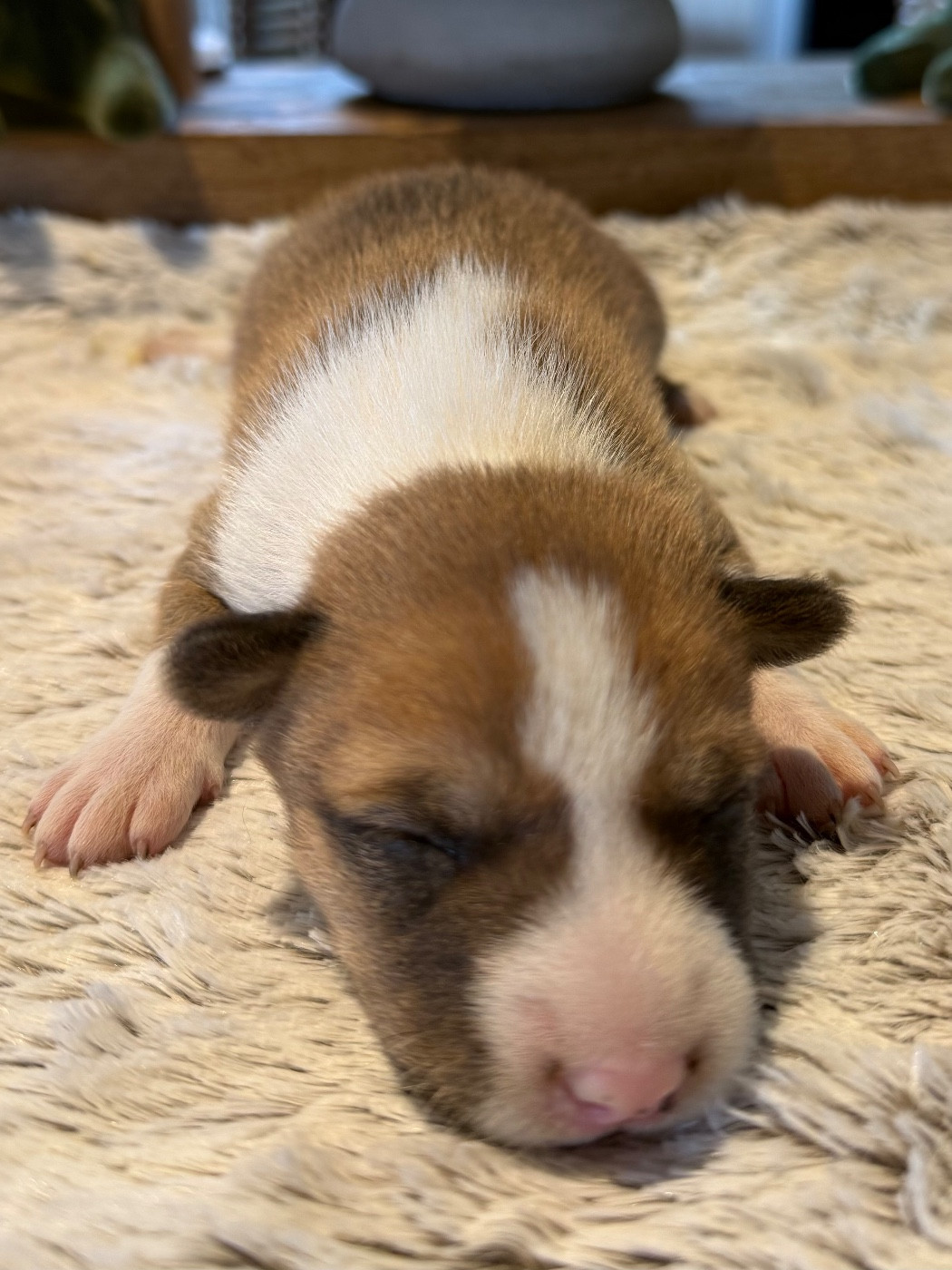 du Domaine du Clos Benoît - Chiots disponibles - Basenji