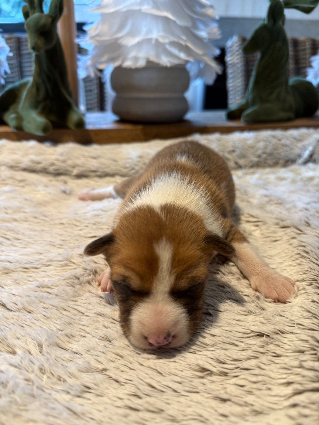 du Domaine du Clos Benoît - Chiots disponibles - Basenji