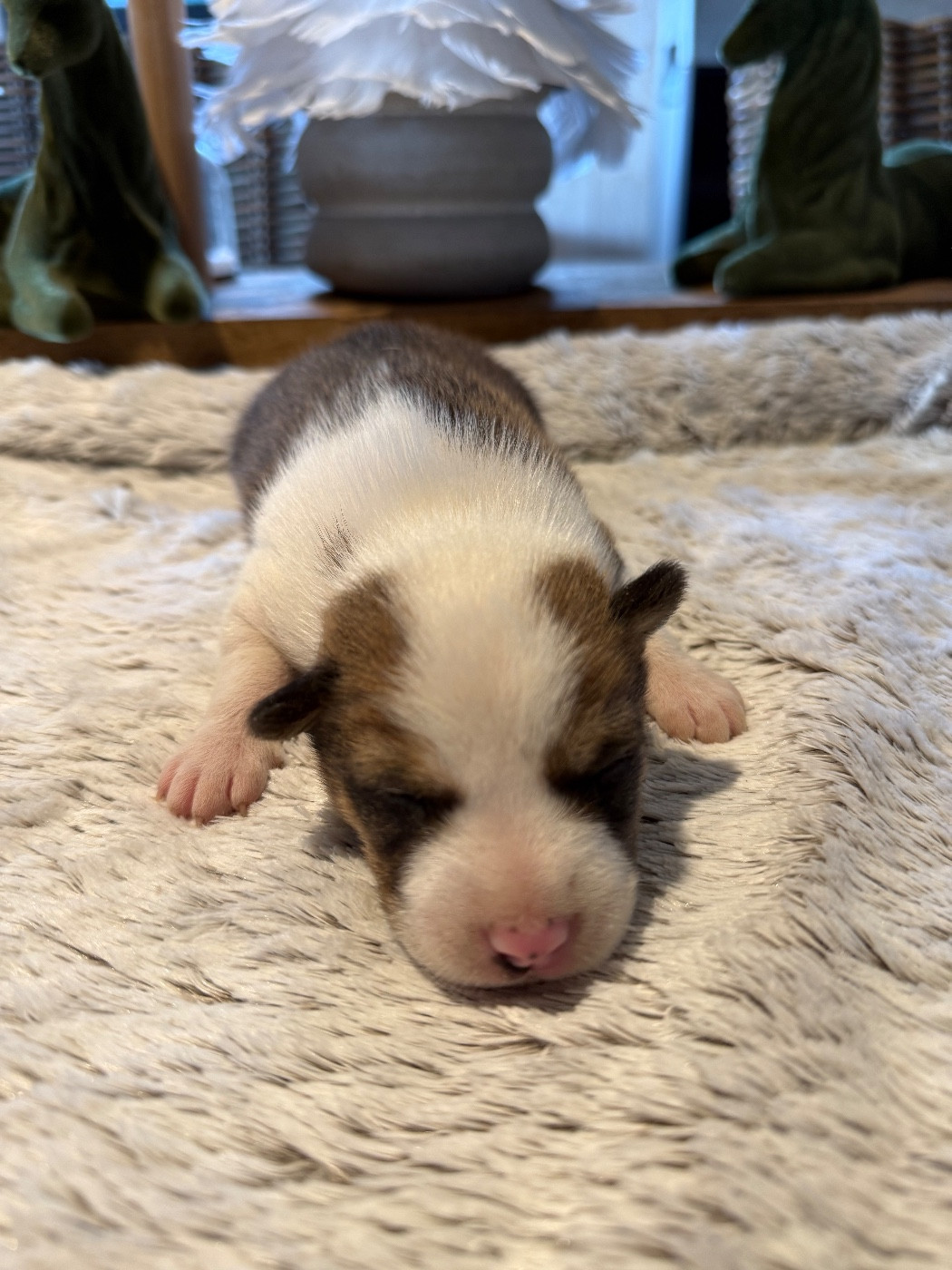 du Domaine du Clos Benoît - Chiots disponibles - Basenji