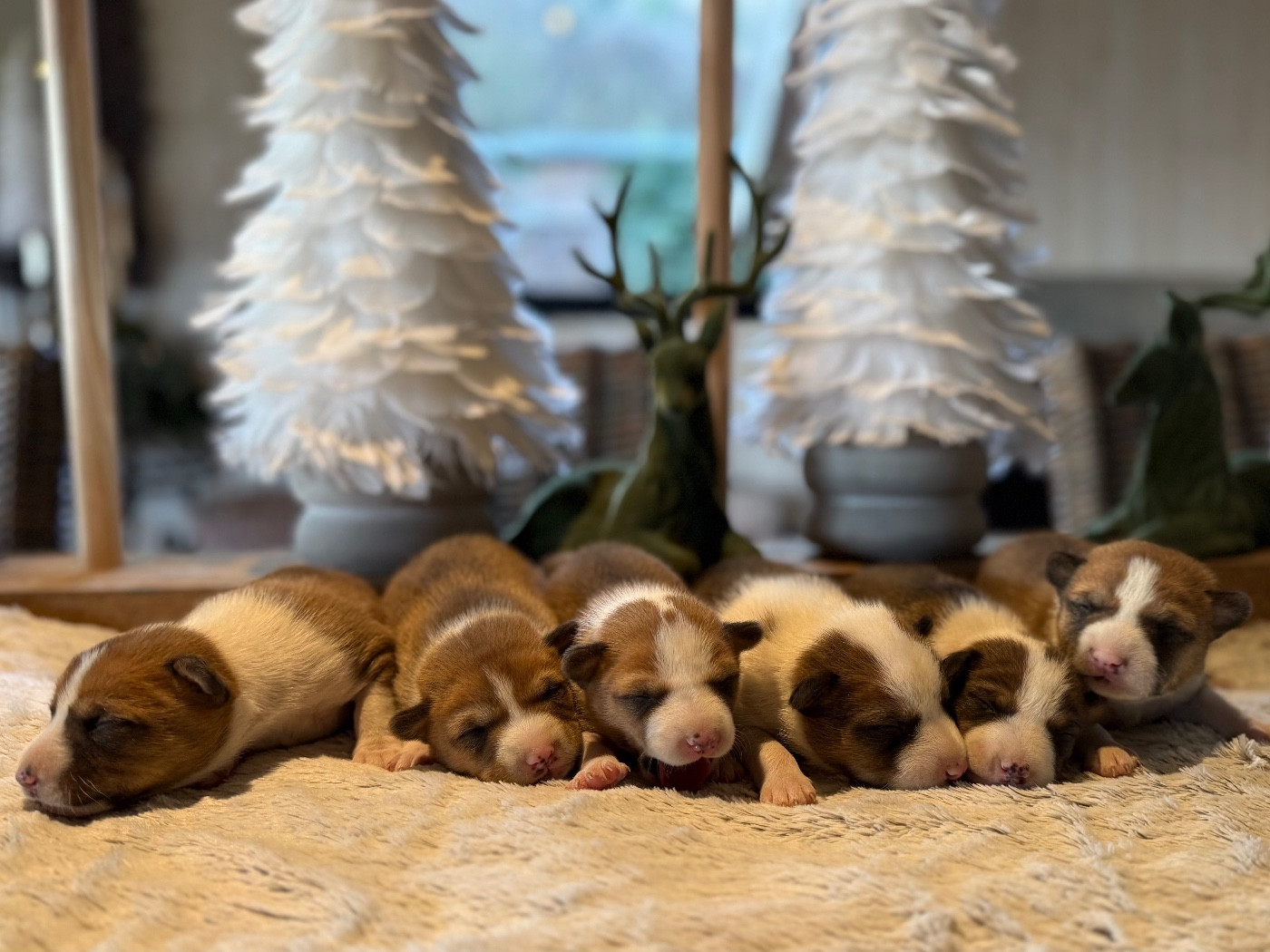 Chiot Basenji du Domaine du Clos Benoît