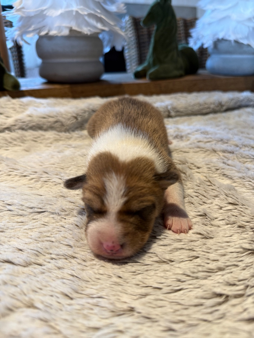 du Domaine du Clos Benoît - Chiots disponibles - Basenji