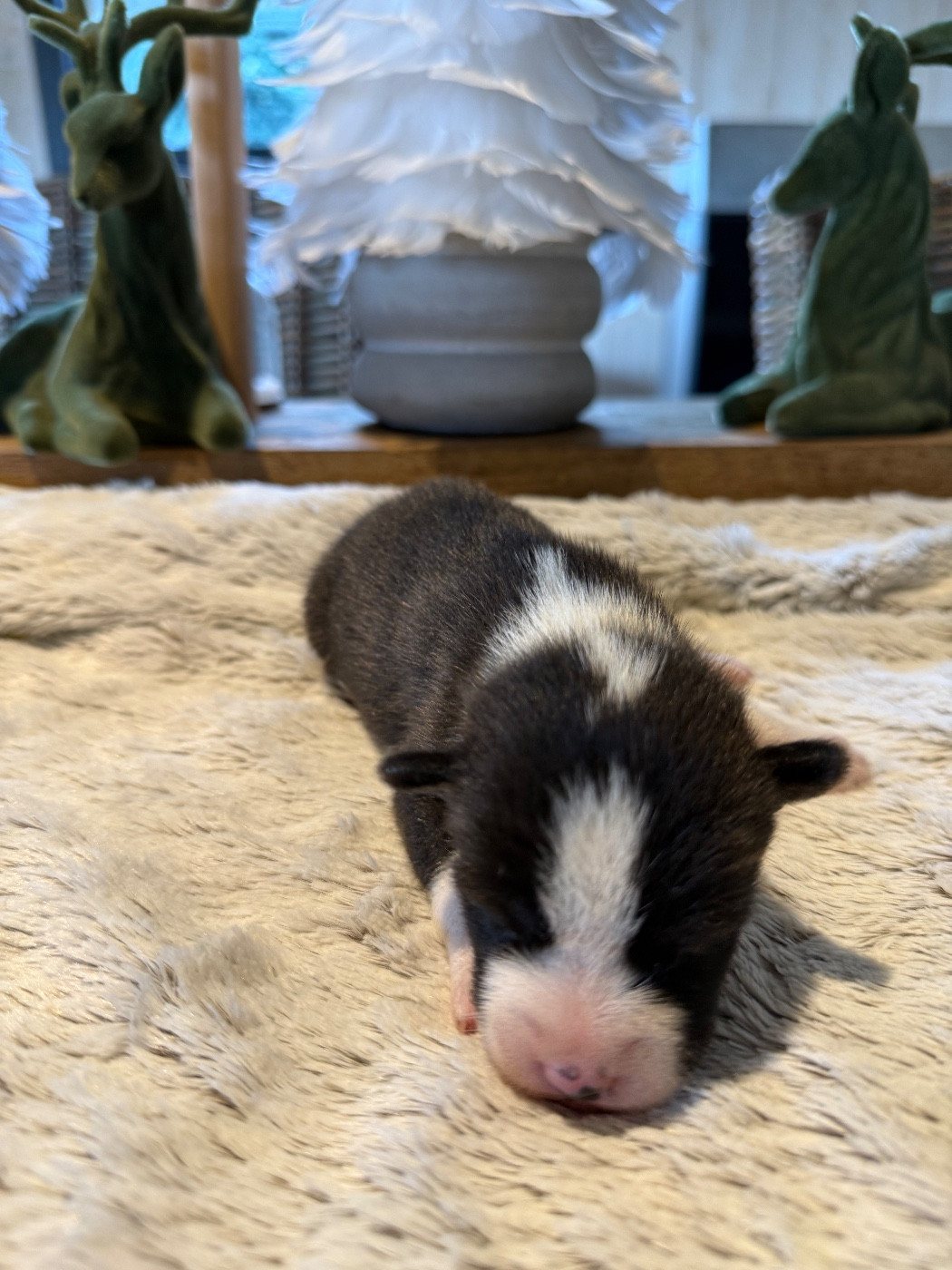 du Domaine du Clos Benoît - Chiots disponibles - Basenji