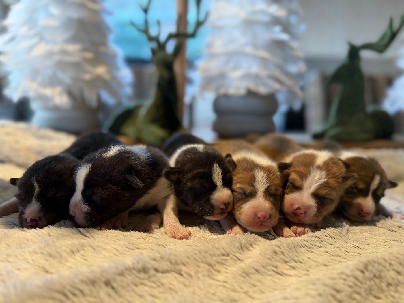 Chiot Basenji du Domaine du Clos Benoît