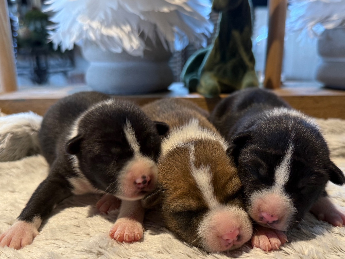 Chiot Basenji du Domaine du Clos Benoît