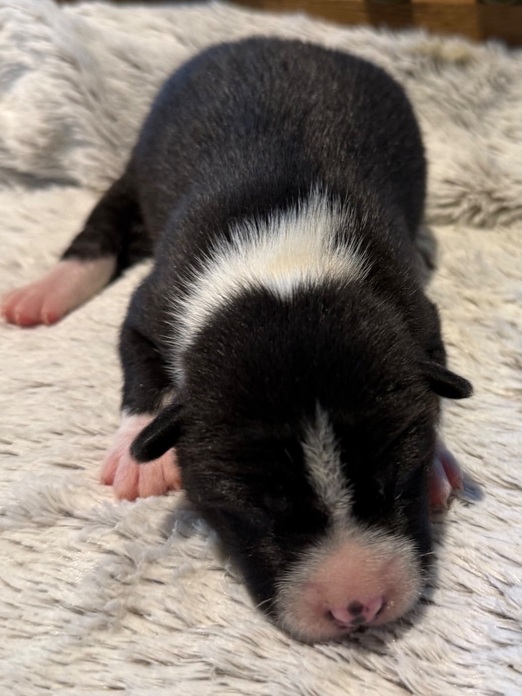 du Domaine du Clos Benoît - Chiots disponibles - Basenji