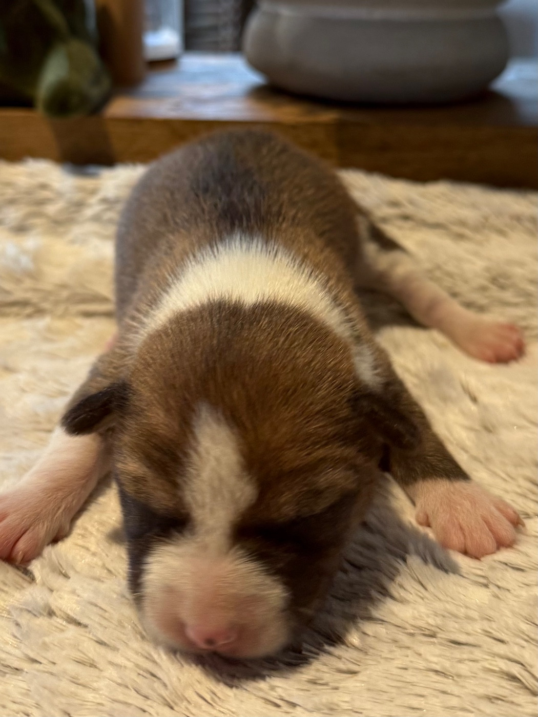 du Domaine du Clos Benoît - Chiots disponibles - Basenji