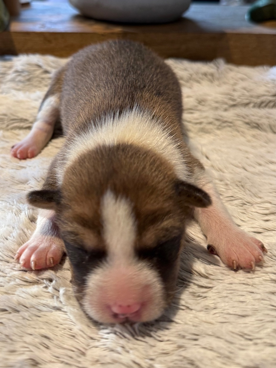 du Domaine du Clos Benoît - Chiots disponibles - Basenji