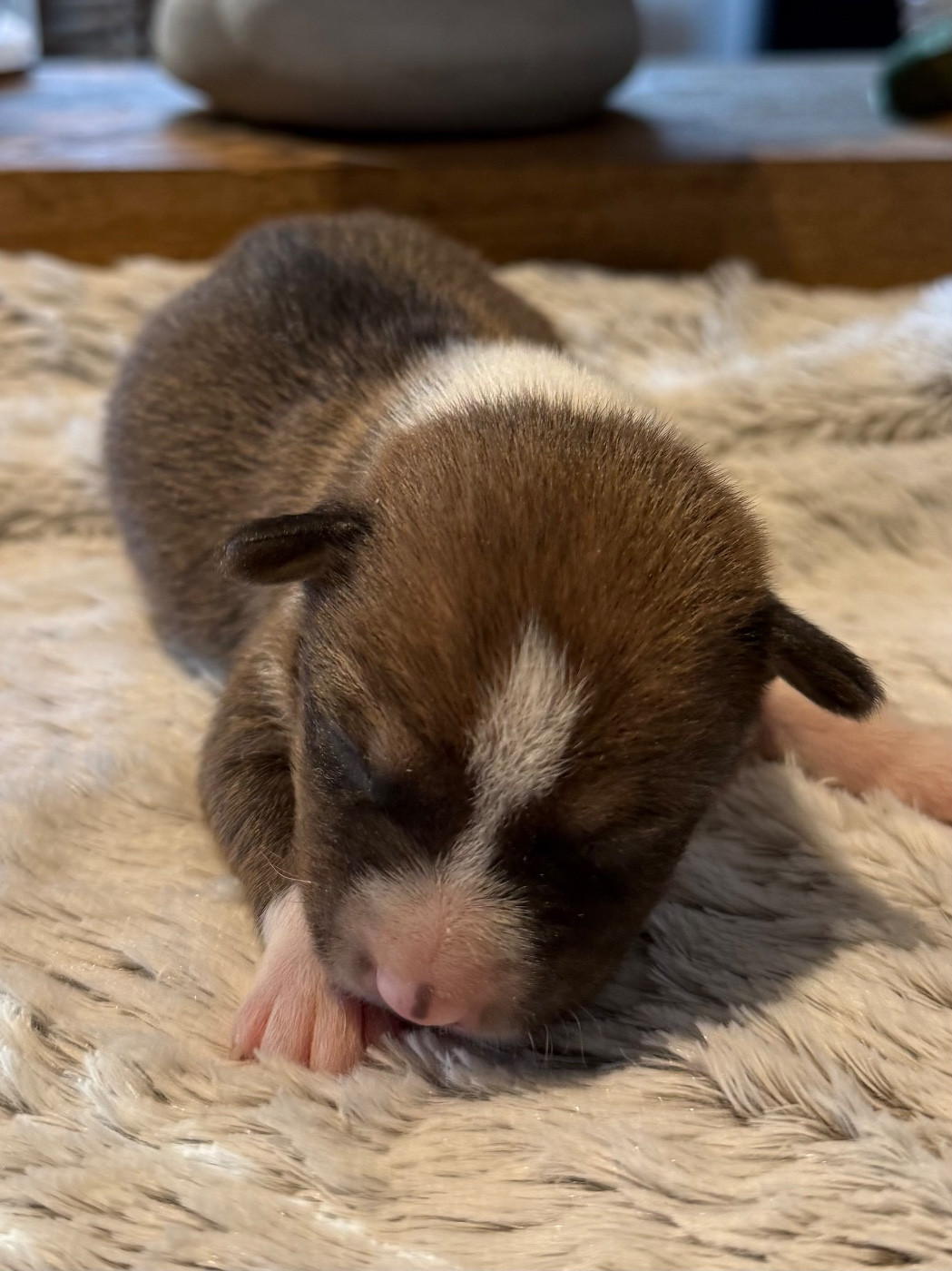 du Domaine du Clos Benoît - Chiots disponibles - Basenji