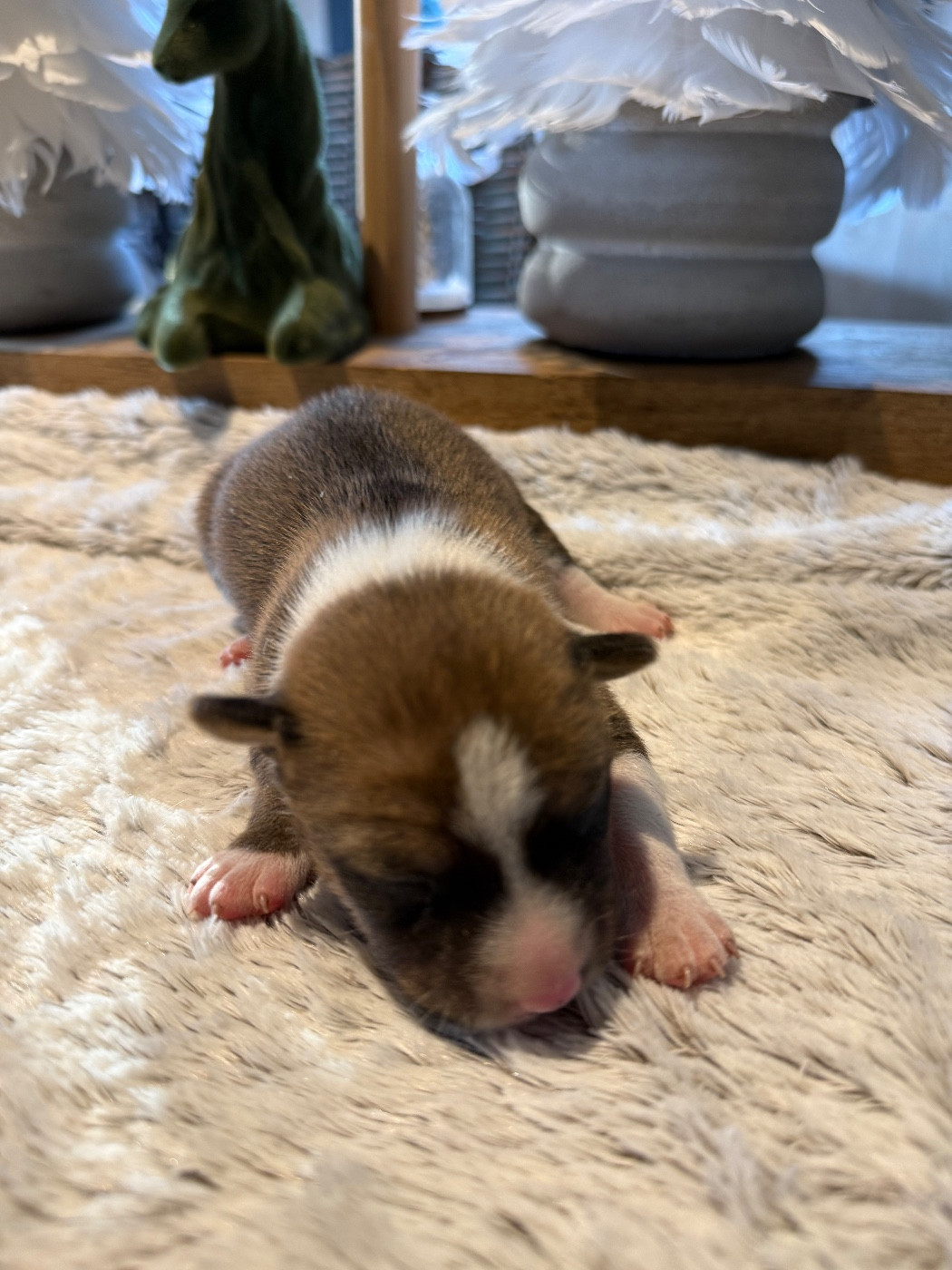 du Domaine du Clos Benoît - Chiots disponibles - Basenji