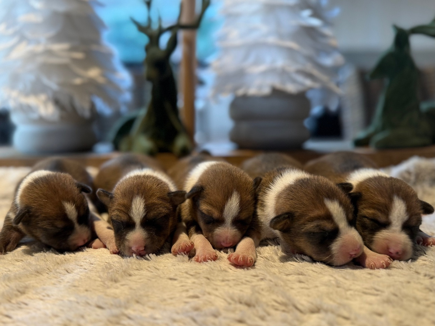 Chiot Basenji du Domaine du Clos Benoît