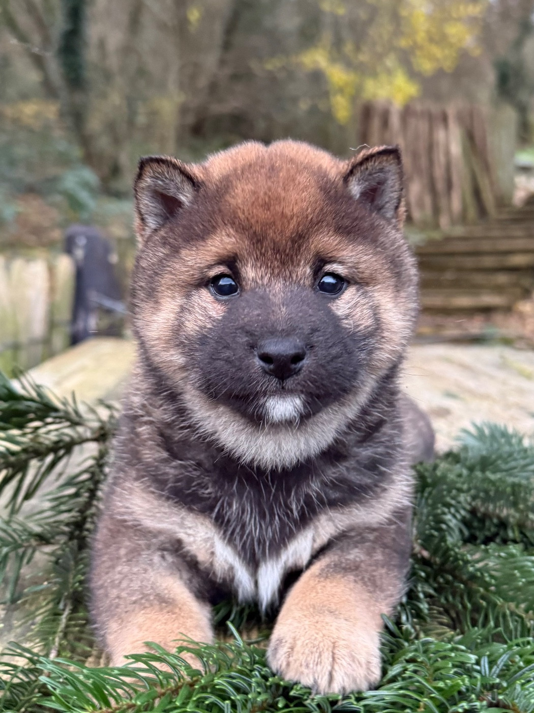 du Domaine du Clos Benoît - Chiots disponibles - Shiba