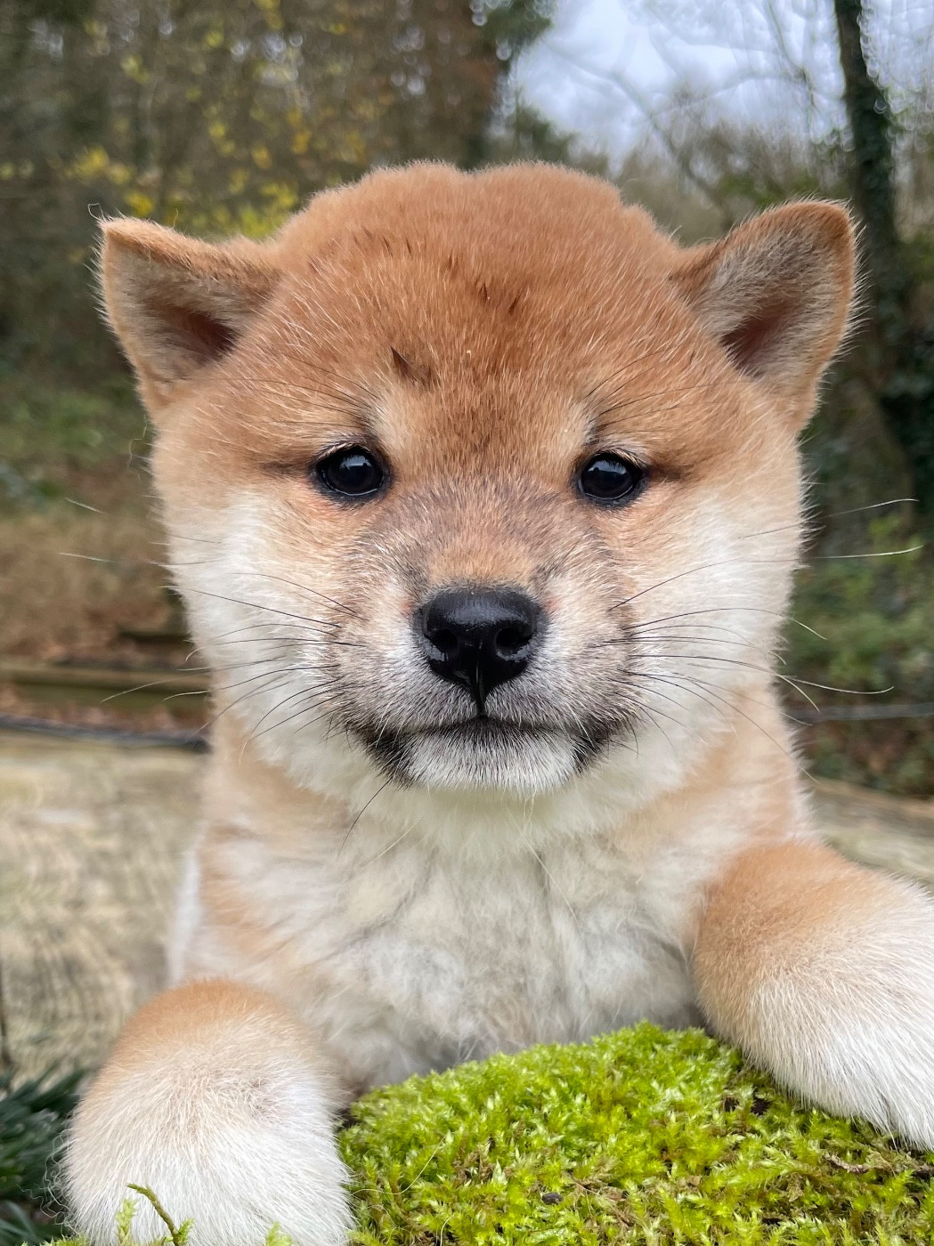 du Domaine du Clos Benoît - Shiba - Portée née le 27/10/2025