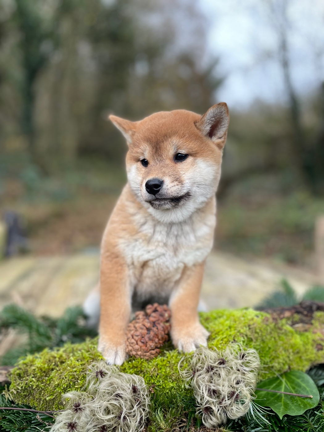 du Domaine du Clos Benoît - Chiots disponibles - Shiba