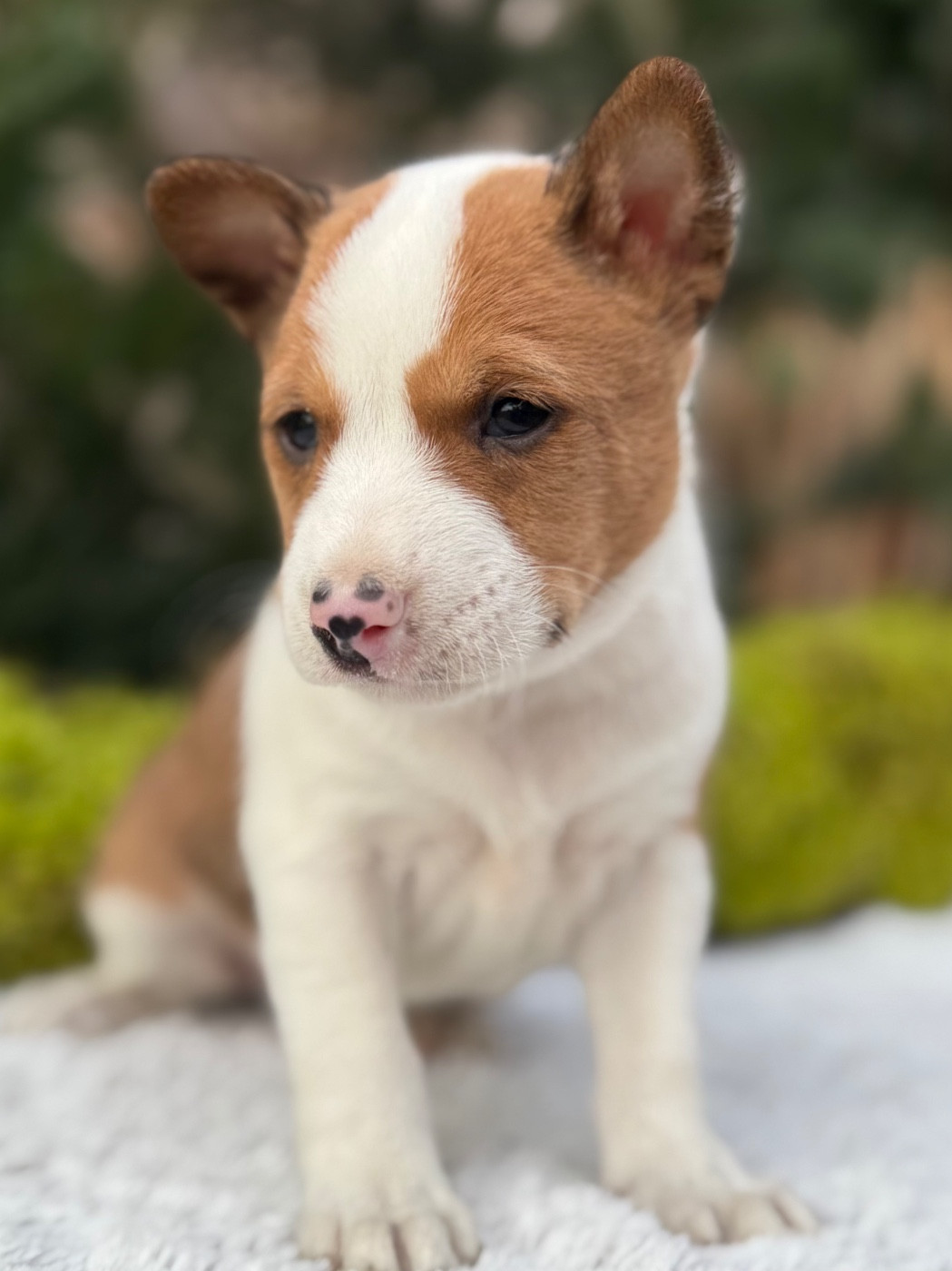 du Domaine du Clos Benoît - Chiots disponibles - Basenji