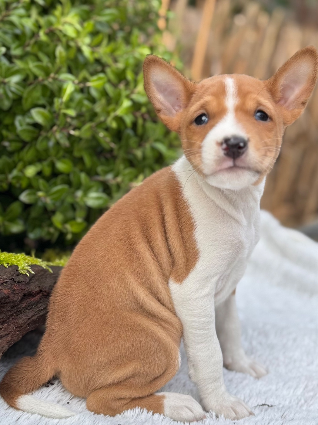 du Domaine du Clos Benoît - Chiots disponibles - Basenji