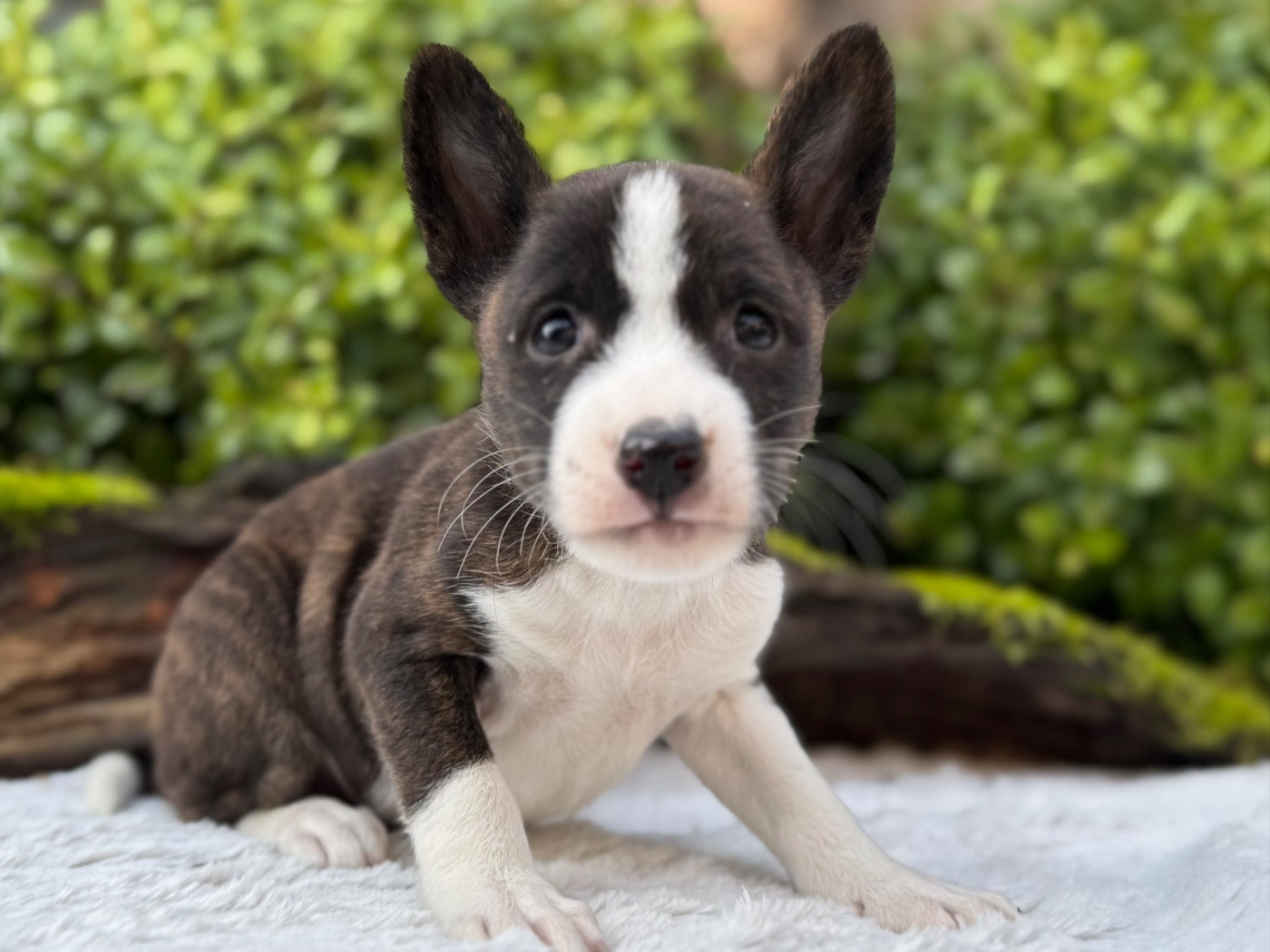 du Domaine du Clos Benoît - Chiots disponibles - Basenji