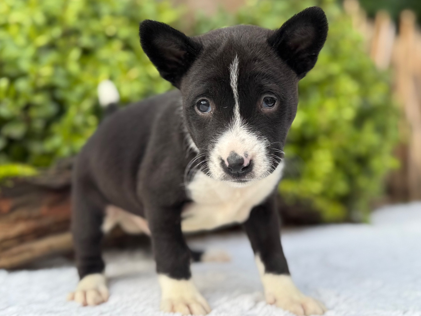 du Domaine du Clos Benoît - Chiots disponibles - Basenji