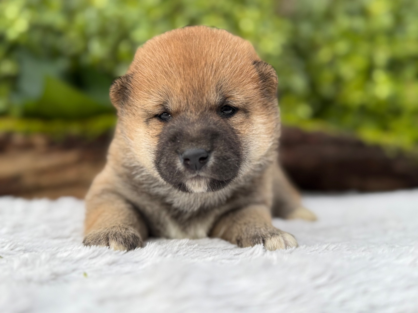 du Domaine du Clos Benoît - Chiots disponibles - Shiba