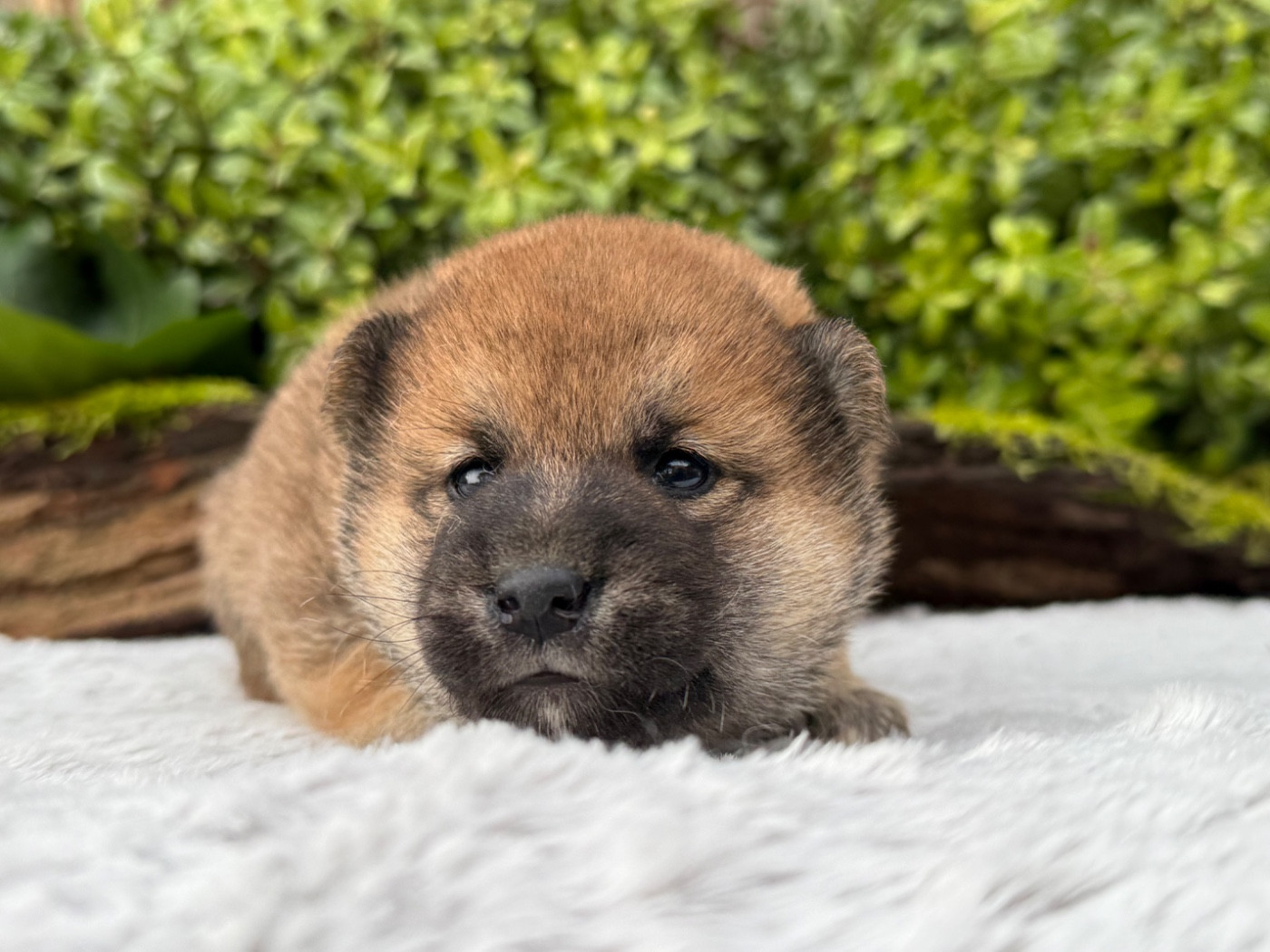 du Domaine du Clos Benoît - Chiots disponibles - Shiba