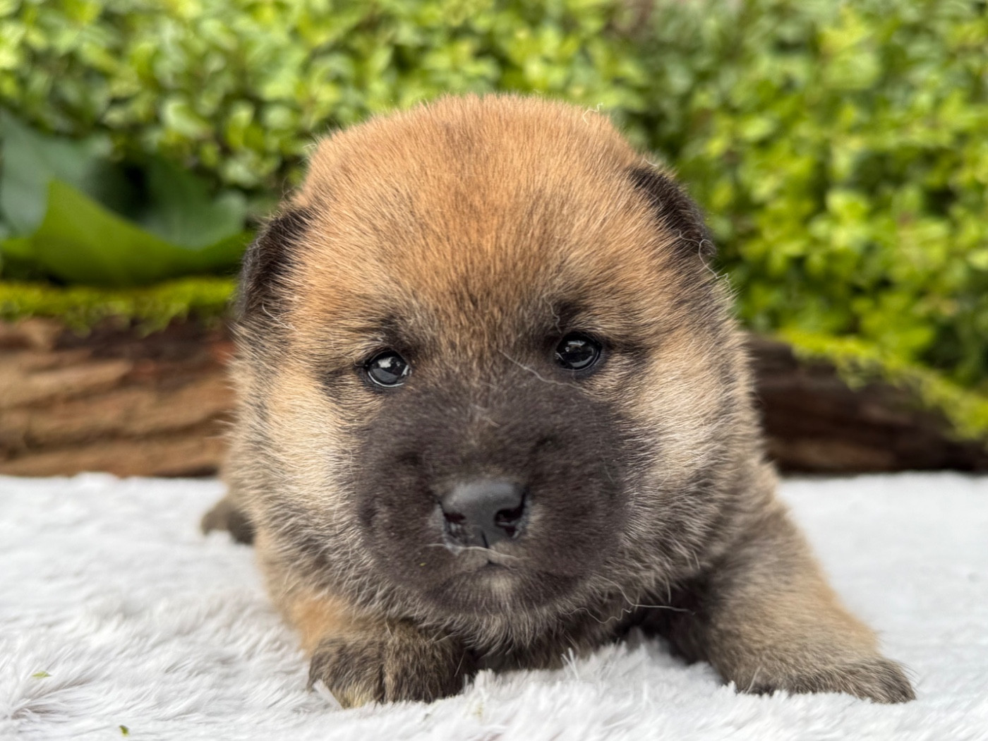 du Domaine du Clos Benoît - Chiots disponibles - Shiba