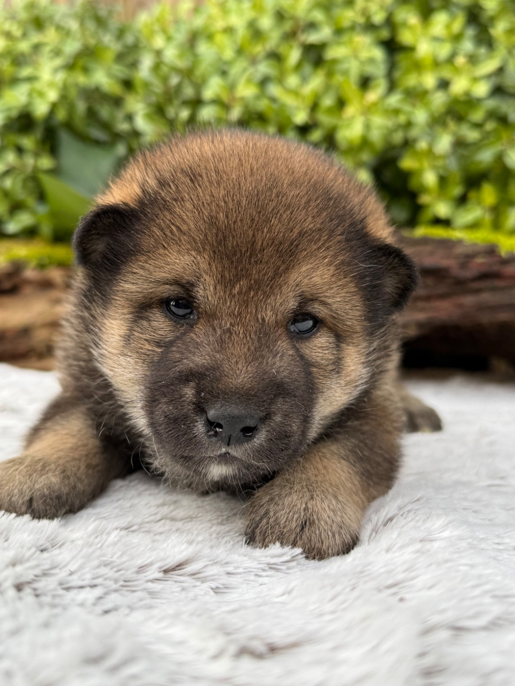 du Domaine du Clos Benoît - Chiots disponibles - Shiba