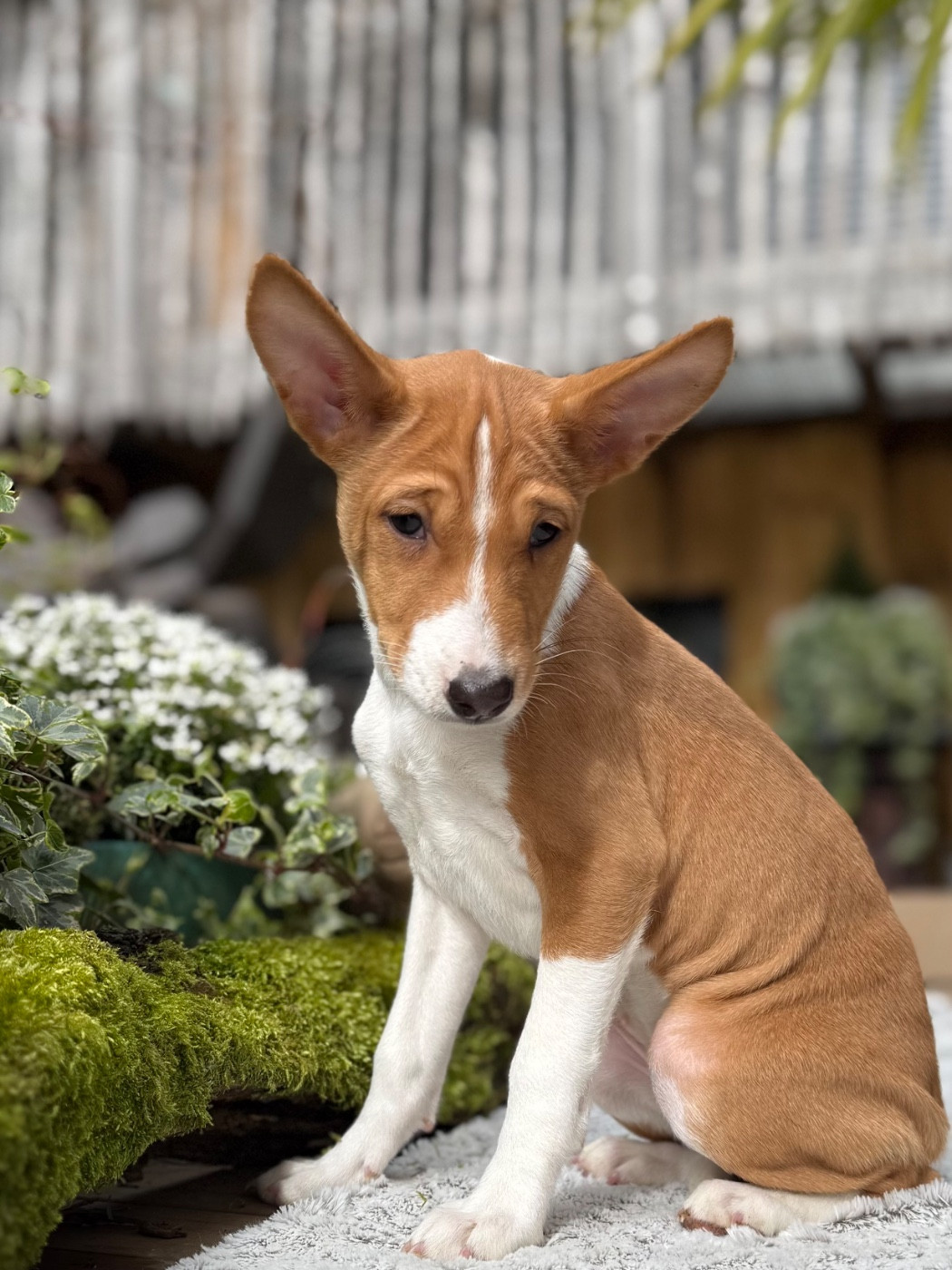 du Domaine du Clos Benoît - Chiots disponibles - Basenji