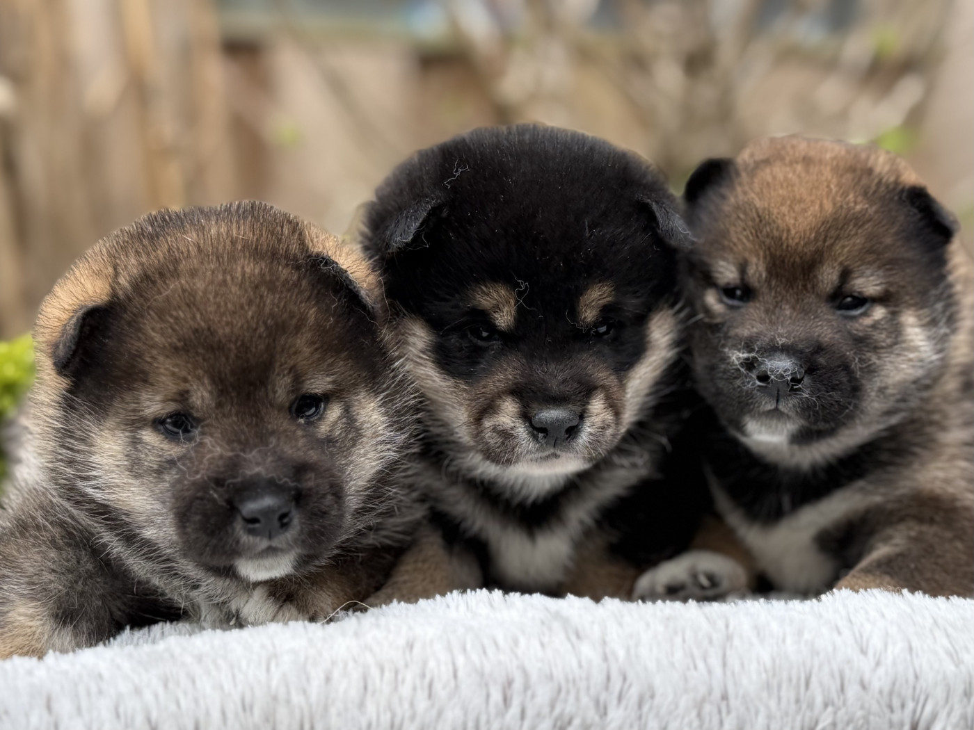du Domaine du Clos Benoît - Shiba - Portée née le 17/03/2026