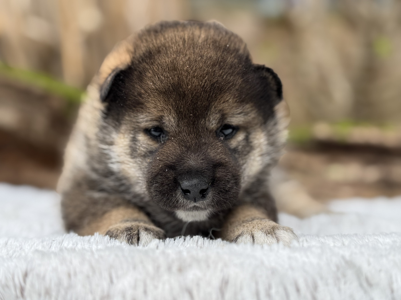 du Domaine du Clos Benoît - Chiots disponibles - Shiba