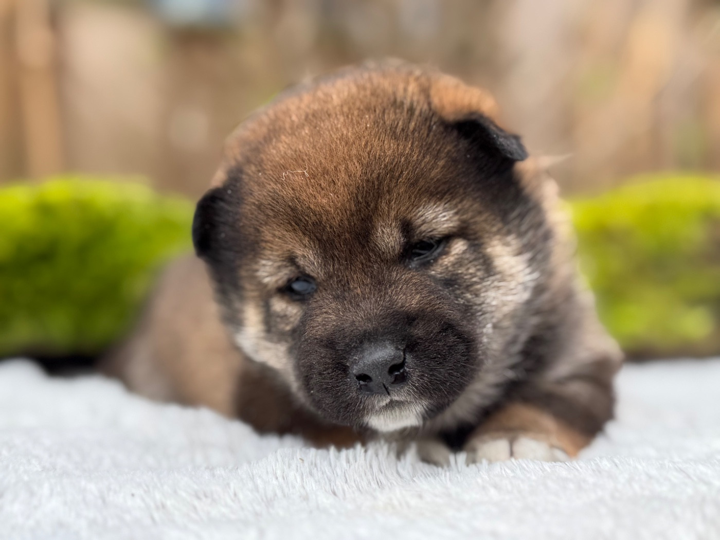 du Domaine du Clos Benoît - Chiots disponibles - Shiba