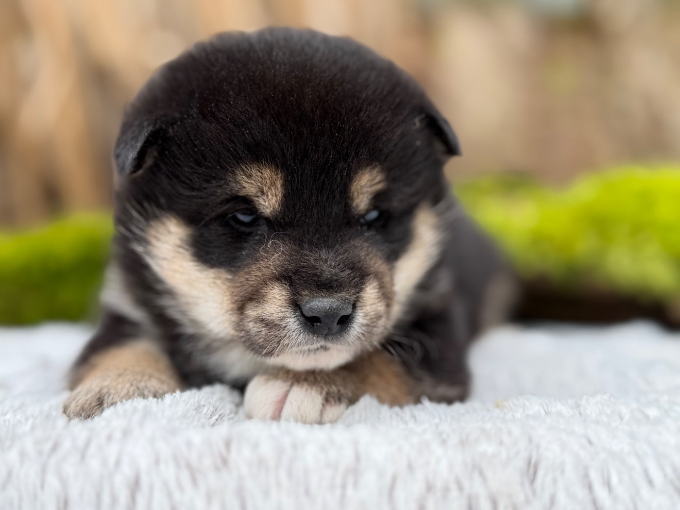 du Domaine du Clos Benoît - Chiots disponibles - Shiba