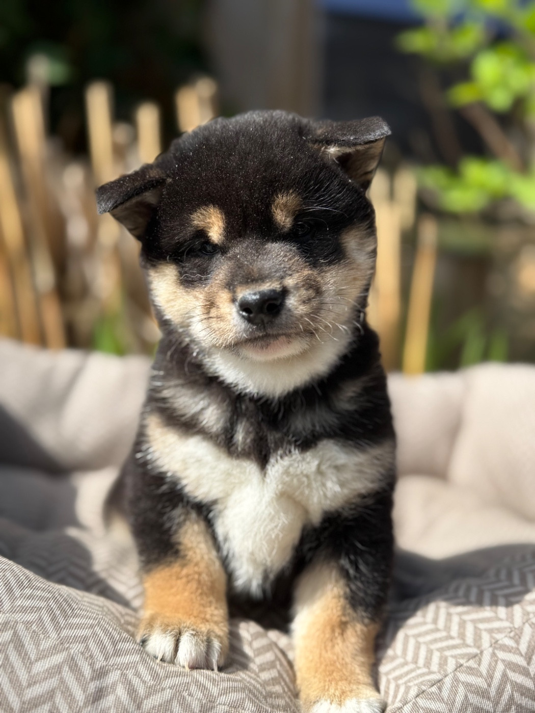 du Domaine du Clos Benoît - Chiots disponibles - Shiba